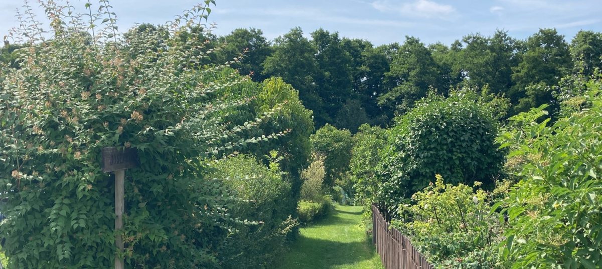 Dalviks odlarförening